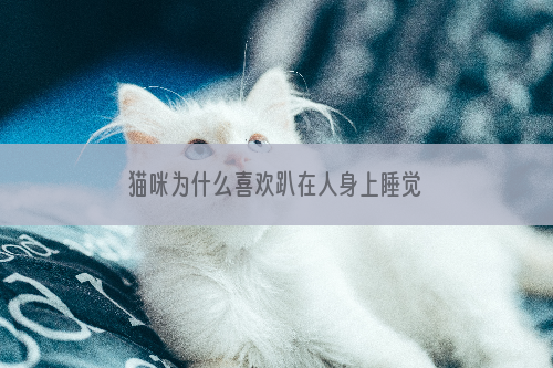 猫咪为什么喜欢趴在人身上睡觉