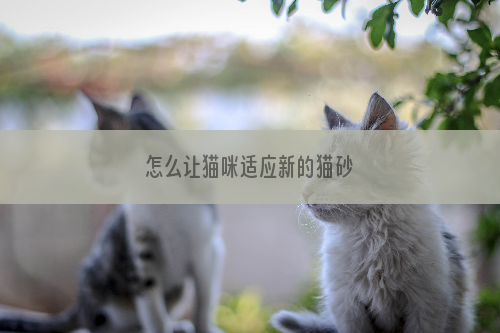 怎么让猫咪适应新的猫砂