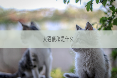 犬猫便秘是什么