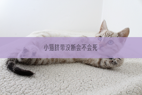 小猫脐带没断会不会死