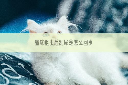 猫咪驱虫后乱尿是怎么回事