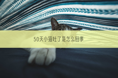 50天小猫吐了是怎么回事
