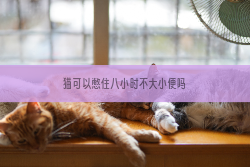 猫可以憋住八小时不大小便吗