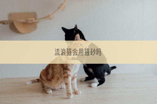 流浪猫会用猫砂吗