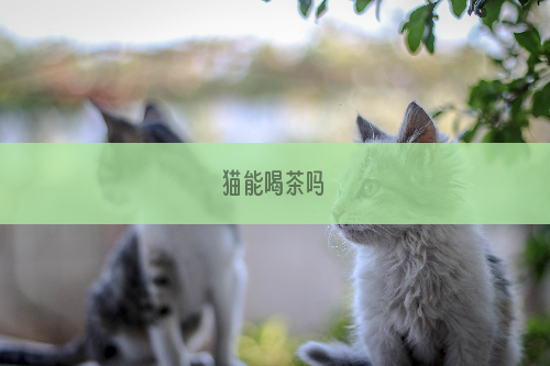 猫能喝茶吗