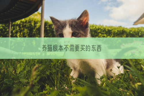 养猫根本不需要买的东西