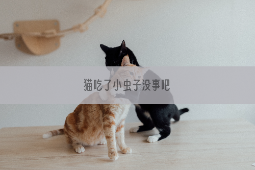 猫吃了小虫子没事吧