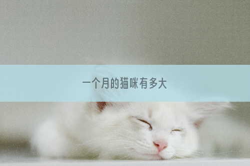 一个月的猫咪有多大