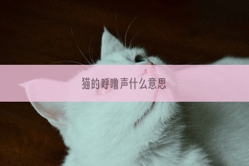 猫的呼噜声什么意思