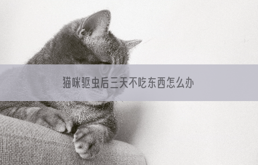 猫咪驱虫后三天不吃东西怎么办