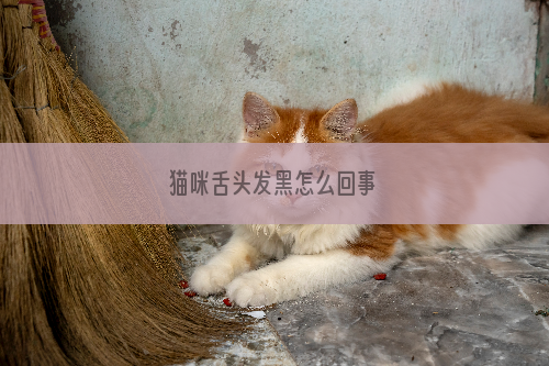 猫咪舌头发黑怎么回事