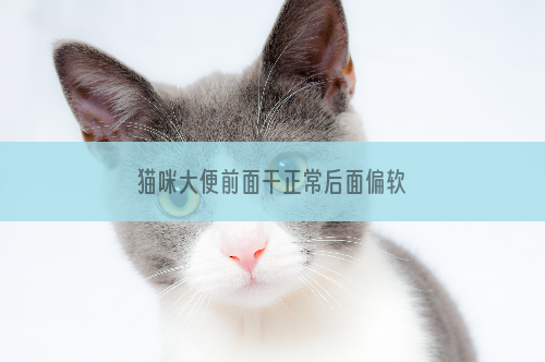 猫咪大便前面干正常后面偏软