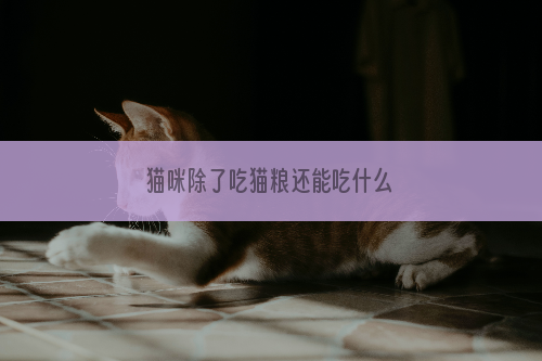 猫咪除了吃猫粮还能吃什么