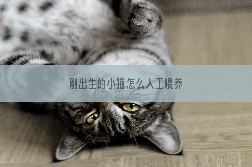 刚出生的小猫怎么人工喂养