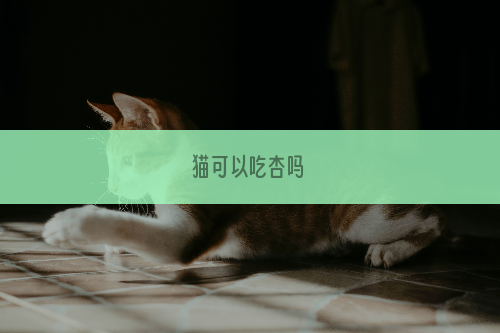 猫可以吃杏吗