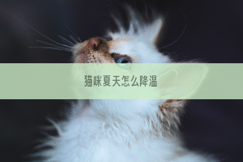 猫咪夏天怎么降温