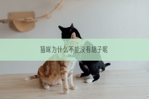 猫咪为什么不能没有胡子呢