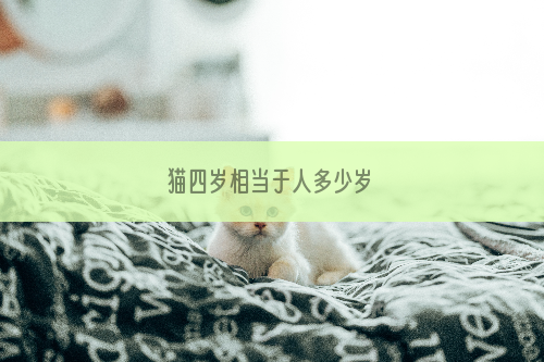 猫四岁相当于人多少岁