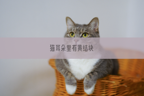 猫耳朵里有黄结块