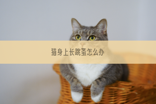 猫身上长跳蚤怎么办