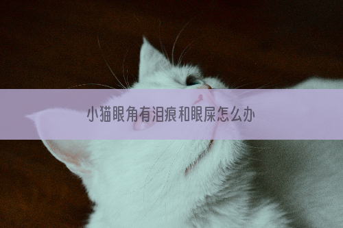 小猫眼角有泪痕和眼屎怎么办