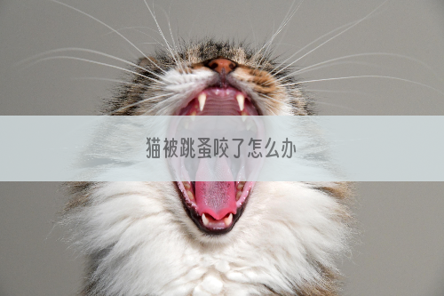 猫被跳蚤咬了怎么办