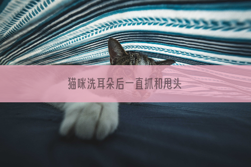 猫咪洗耳朵后一直抓和甩头