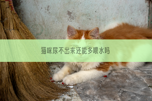 猫咪尿不出来还能多喂水吗