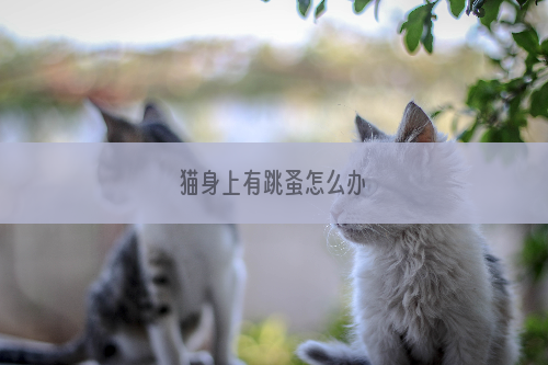 猫身上有跳蚤怎么办