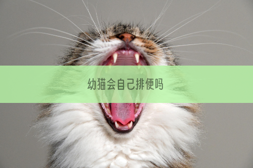 幼猫会自己排便吗