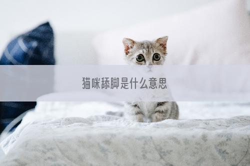 猫咪舔脚是什么意思