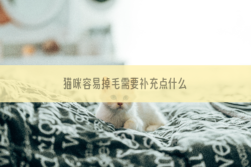 猫咪容易掉毛需要补充点什么