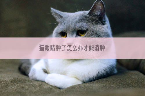 猫眼睛肿了怎么办才能消肿