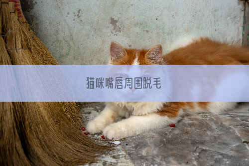 猫咪嘴唇周围脱毛