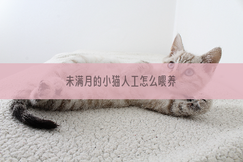 未满月的小猫人工怎么喂养
