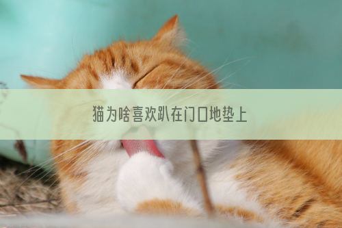猫为啥喜欢趴在门口地垫上