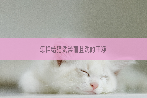 怎样给猫洗澡而且洗的干净