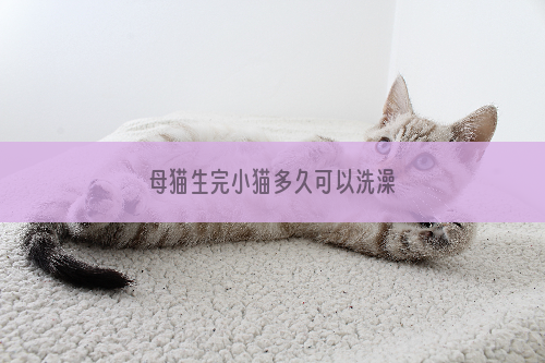 母猫生完小猫多久可以洗澡