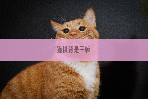 猫拱背是干嘛