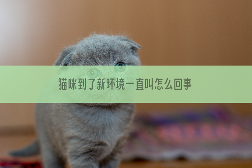 猫咪到了新环境一直叫怎么回事