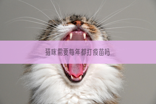 猫咪需要每年都打疫苗吗