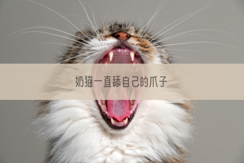 奶猫一直舔自己的爪子