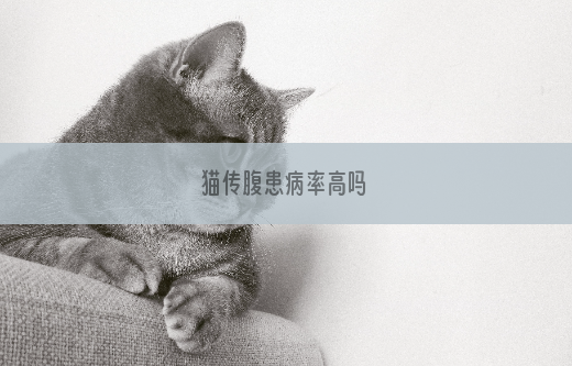 猫传腹患病率高吗