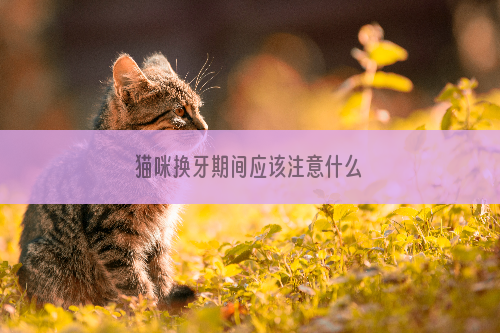 猫咪换牙期间应该注意什么