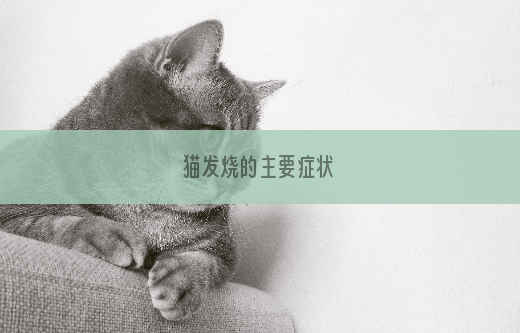 猫发烧的主要症状