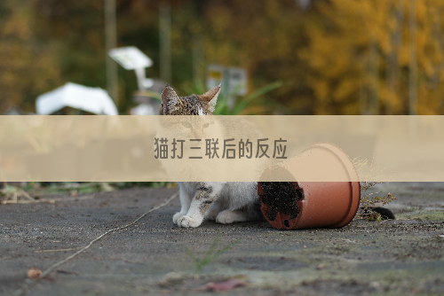 猫打三联后的反应