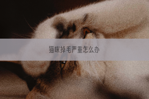 猫咪掉毛严重怎么办