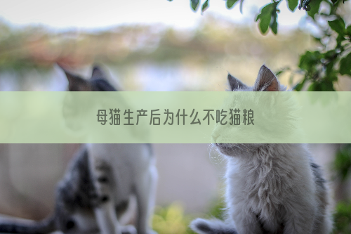 母猫生产后为什么不吃猫粮