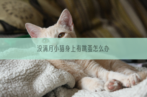 没满月小猫身上有跳蚤怎么办