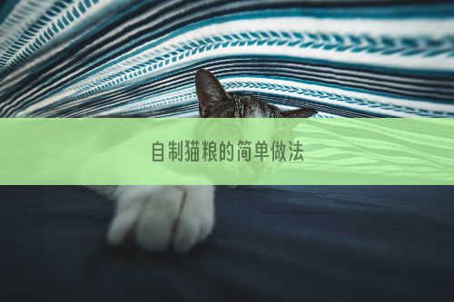 自制猫粮的简单做法